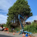 Tree Surgeon Leicester