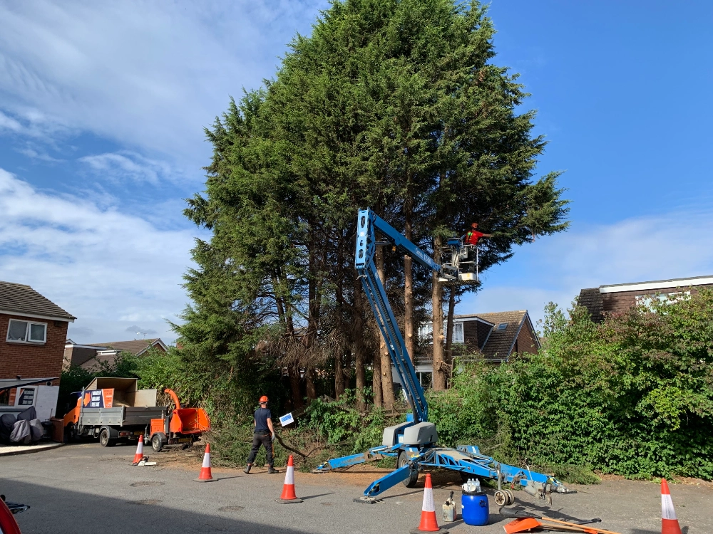 Tree Surgeon Leicester